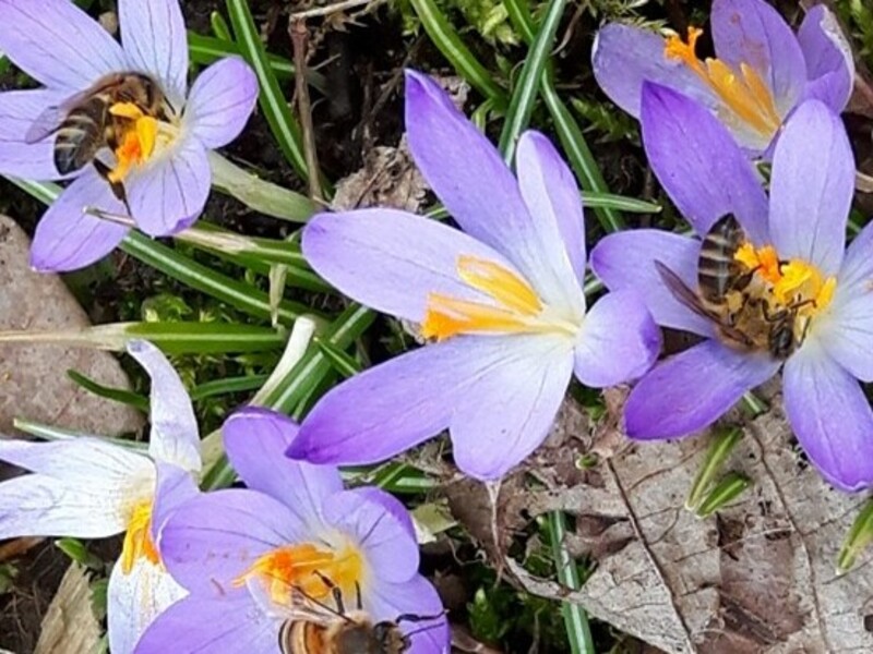 Aktionstag Wildbienen & Co. 